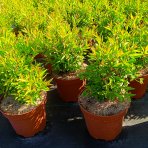 Vtáčí zob obyčajný (Ligustrum Vulgare) ´LODENSE´ - výška 20-30 cm, kont. C2L